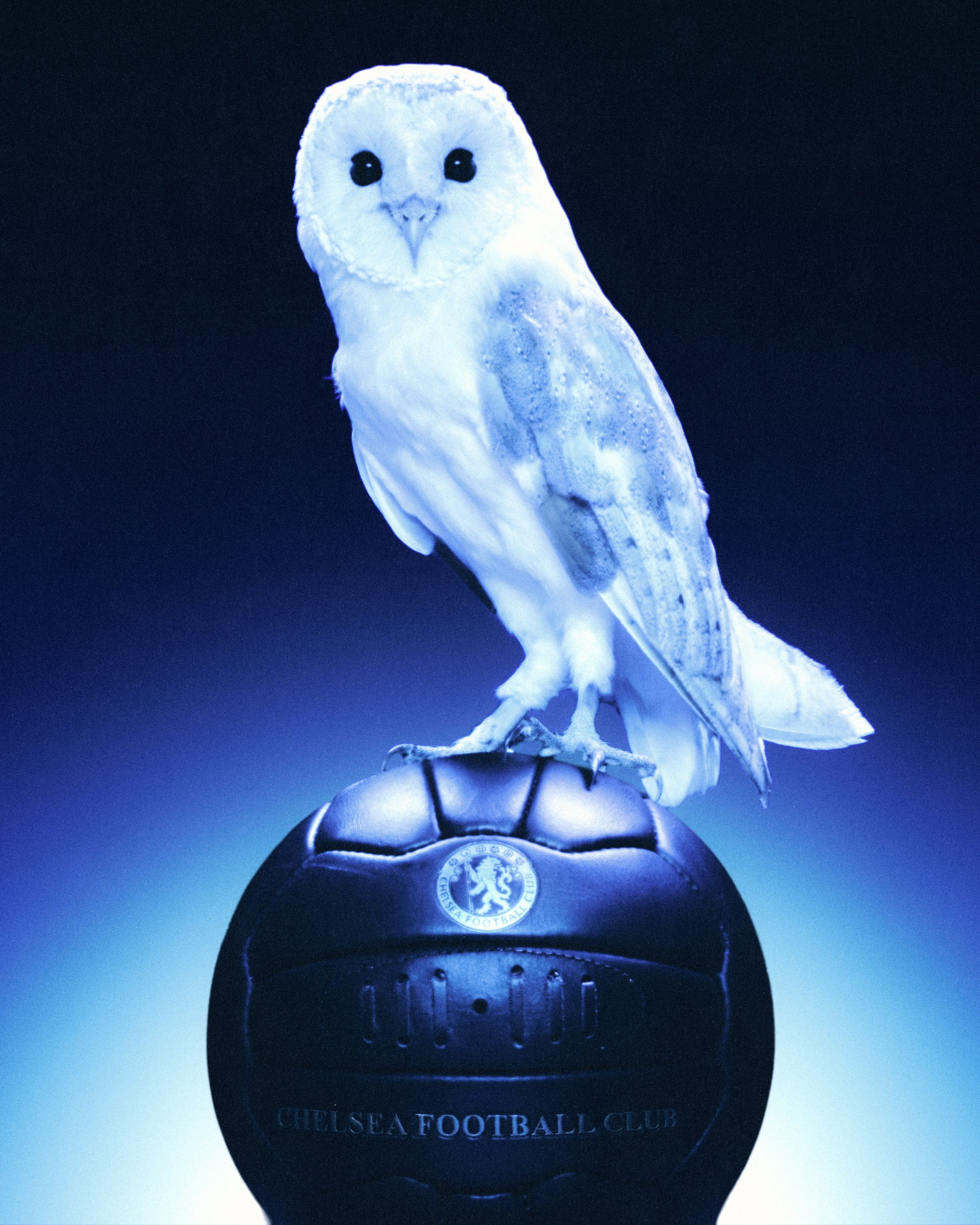 White owl perched on a blue football with 'Chelsea Football Club' branding against a dark background